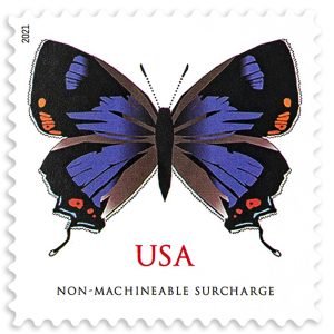 Colorado Hairstreak-2021-100Pcs