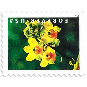 Wild Orchids 2020-5 Booklets / 100 Pcs